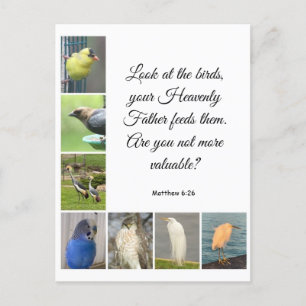 Matthieu 6:26 Carte postale