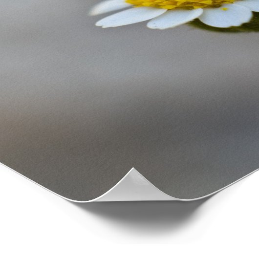 Matthieu 6:27- 29 Poster (Coin)