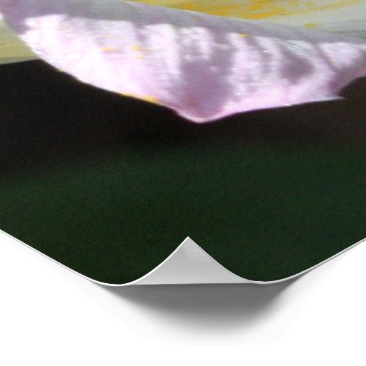 Matthieu 6:28 & 29 Ecriture Poster (Coin)