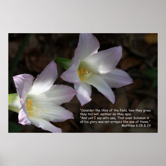 Matthieu 6:28 & 29 Ecriture Poster (Devant)