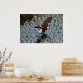 Mature Bald Eagle Hunting Wildlife Art Poster (Keuken)