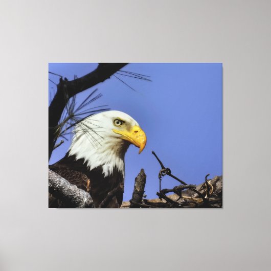Mature Bald Eagle in Nest Canvas Afdruk (Voorkant)