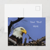 Mature Bald Eagle in Nest *Personalize* Briefkaart (Voorkant / Achterkant)