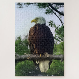 Mature Bald Eagle Pered in Tree Jigzaag Legpuzzel