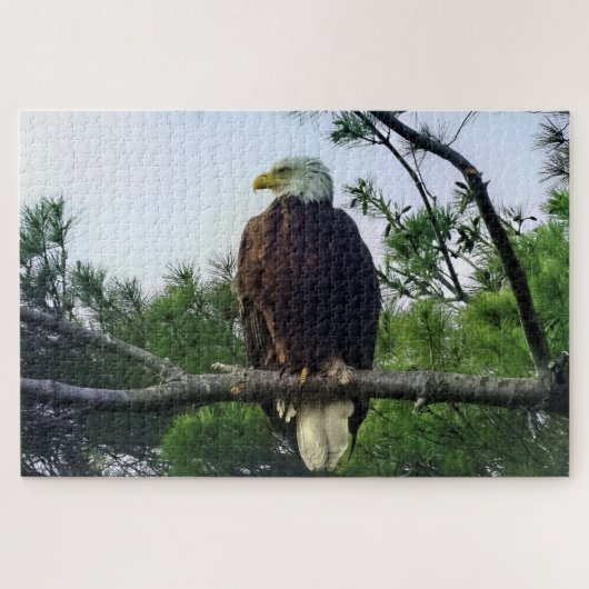 Mature Bald Eagle Pered in Tree Legpuzzel (Horizontaal)