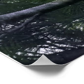 Mature Bald Eagle Pered in Tree Poster (Hoek)