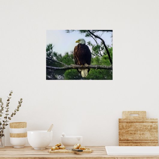 Mature Bald Eagle Pered in Tree Poster (Keuken)
