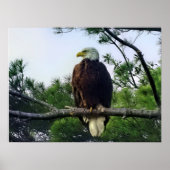Mature Bald Eagle Pered in Tree Poster (Voorkant)