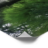 Mature Bald Eagle Pered in Tree Poster (Hoek)