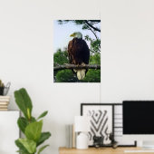 Mature Bald Eagle Pered in Tree Poster (Thuiskantoor)