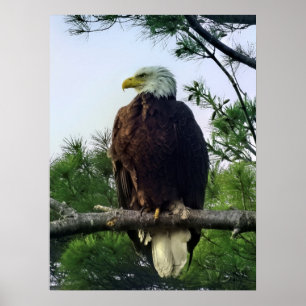 Mature Bald Eagle Pered in Tree Poster
