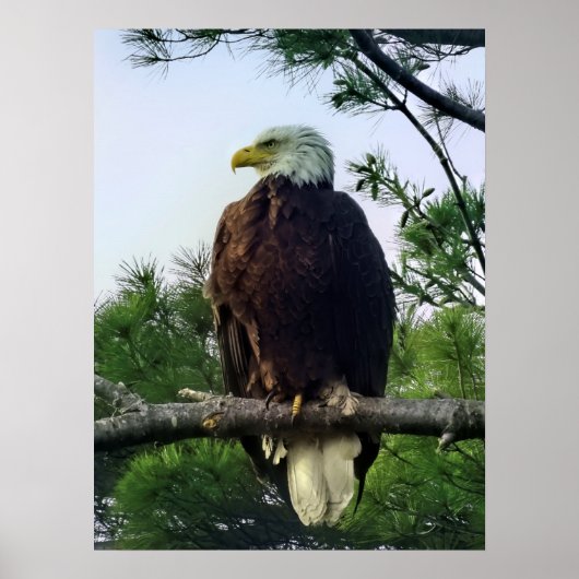 Mature Bald Eagle Pered in Tree Poster (Voorkant)