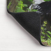 Mature Male Wild Turkije Muismat (Hoek)