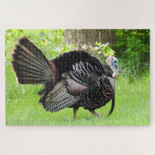 Mature Male Wild Turkije toont veren Legpuzzel
