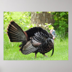 Mature Male Wild Turkije toont veren Poster