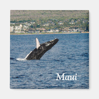 Maui Bultrug Walvis Breaching Magneet