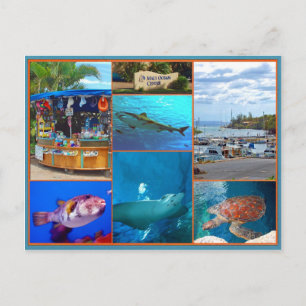 Maui Ocean Center Briefkaart