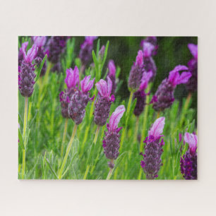 Maui Upcountry Lavendel Bloeit Legpuzzel