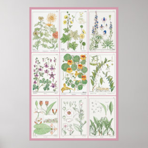 Maurice Pillard Verneuil Botanische Illustraties 2 Poster