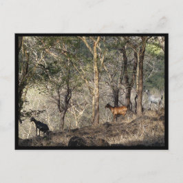 Mauritius / Maurice Briefkaart