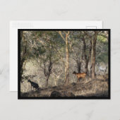 Mauritius / Maurice Briefkaart (Voorkant / Achterkant)