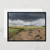 Mauritius / Maurice Briefkaart (Voorkant / Achterkant)