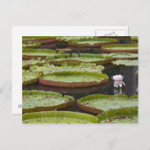 Mauritius, Pamplemousses, SSR Botanisch Briefkaart (Voorkant / Achterkant)