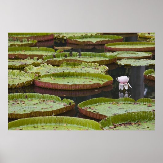 Mauritius, Pamplemousses, SSR Botanisch Poster (Voorkant)