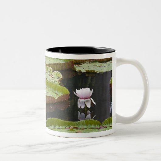 Mauritius, Pamplemousses, SSR Botanisch Tweekleurige Koffiemok (Rechts)