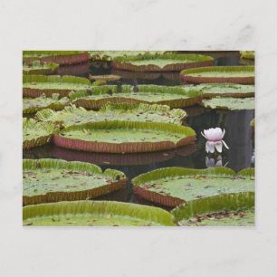 Mauritius, Pamplemousses, SSR Botanische tuin Briefkaart