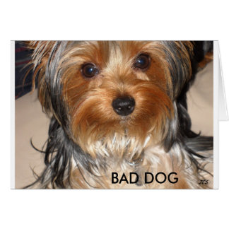 Mauvais chien