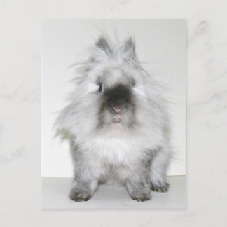 Mauvaise chevelure jour lapin carte postale