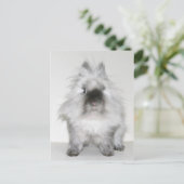 Mauvaise chevelure jour lapin carte postale (Debout devant)