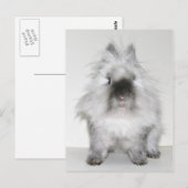 Mauvaise chevelure jour lapin carte postale (Devant / Derrière)