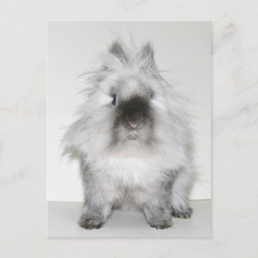 Mauvaise chevelure jour lapin carte postale (Devant)