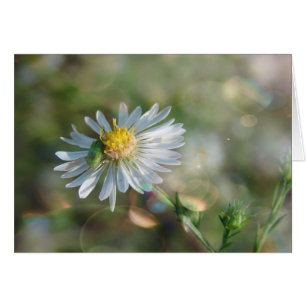 Mauvaise herbe de septembre avec Bokeh