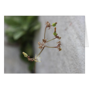 Mauvaise herbe de souhait d'été