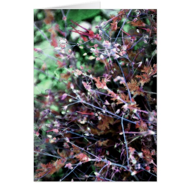mauvaises herbes en rouge et vert (Devant)