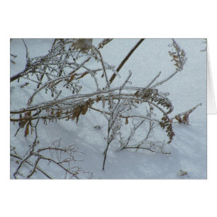 mauvaises herbes hivernales
