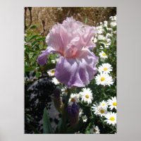 Mauve Pink Iris Floral Flowers Foto Poster