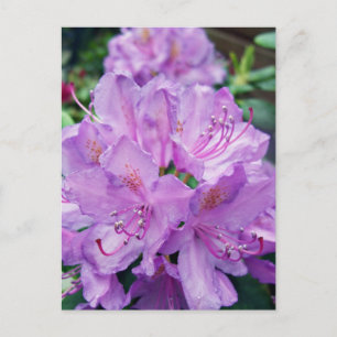 Mauve Rhododendron Briefkaart