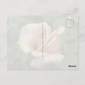 Mauve Rose Postcard Briefkaart (Achterkant)