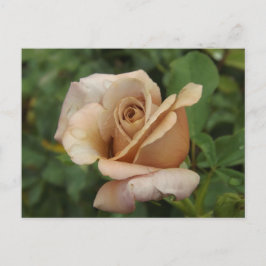 Mauve Rose Postcard Briefkaart