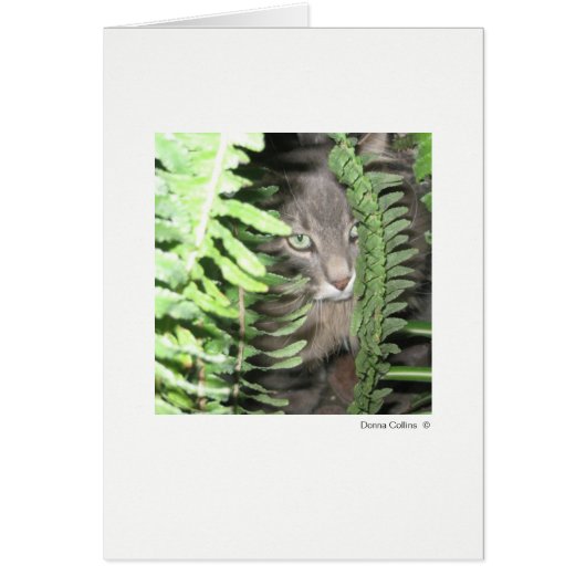 Max. kat #6 (Voorkant)