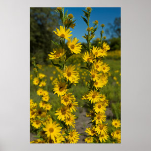 Maximiliaan's zonnebloem (Helianthus Maximiliani) Poster