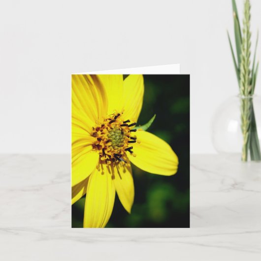 Maximilian Sunflower Nature Photography  (Devant)