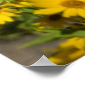 Maximilians zonnebloem (Helianthus Maximiliani) Poster (Hoek)