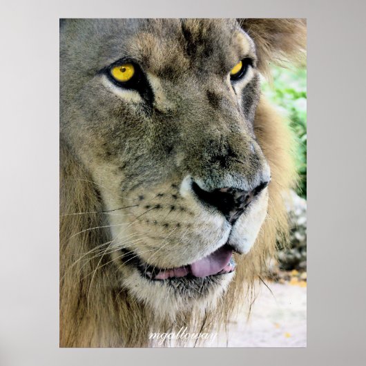 Maximus Poster (Voorkant)