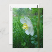 May Apple Blossom briefkaart (Voorkant / Achterkant)
