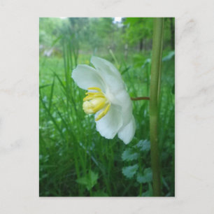 May Apple Blossom briefkaart